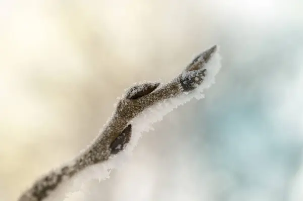 Frostat trädgrenar — Stockfoto