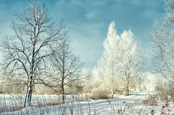 Huş ağaçları Frost ile
