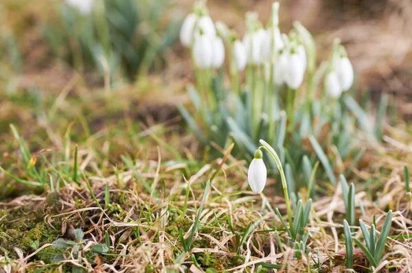 Floresta de neve grama verde — Fotografia de Stock