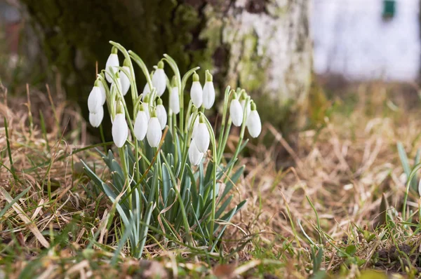 Floresta de neve grama verde — Fotografia de Stock