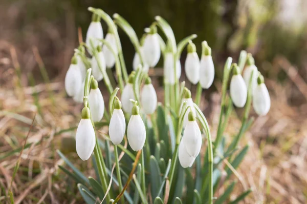 Kardelen yeşil çimen