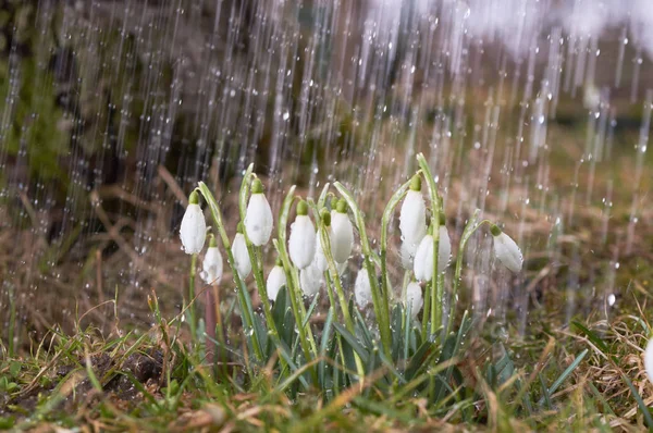 Kardelen bahar yağmurunun bahçesinde