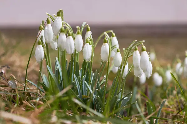 white snowdrops with drops