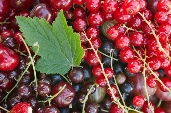 Ανάμικτες berry και πράσινο φύλλο — Φωτογραφία Αρχείου