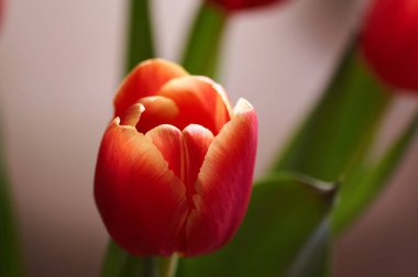 güzel kırmızı ve Sarı Lale