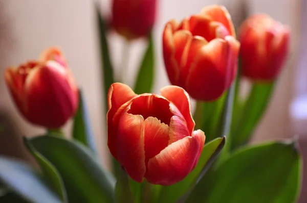 Hermosos tulipanes rojos y amarillos — Foto de Stock