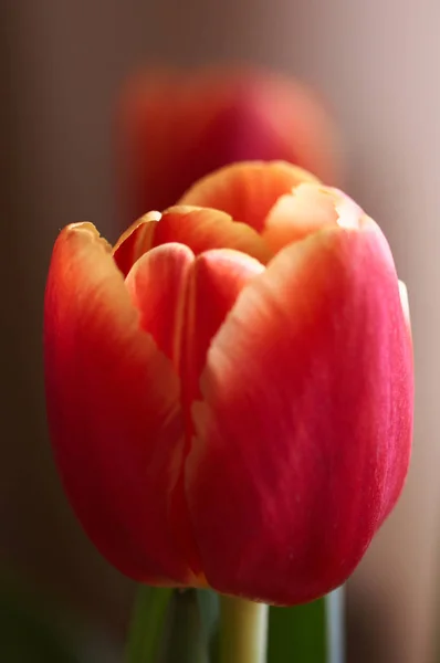 Beautiful red and yellow tulips — Stock Photo, Image