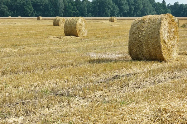 biçilmiş çayır hay roll
