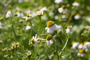 Papatya bitkiler bahçede