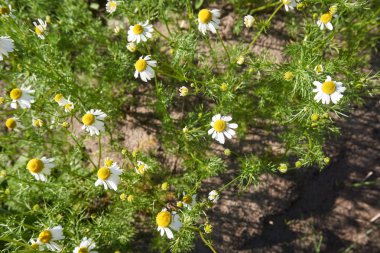 Papatya bitkiler bahçede
