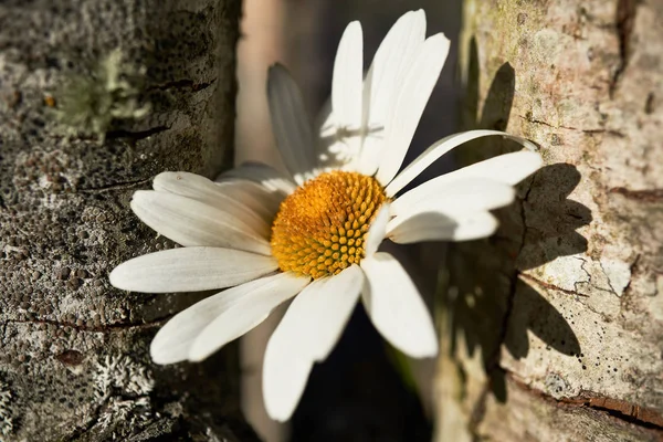 Gänseblümchen und ein alter Holzstamm — Stockfoto