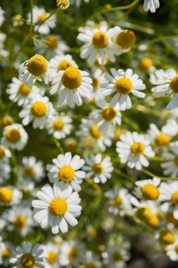 Papatya güneşli bir bahçe