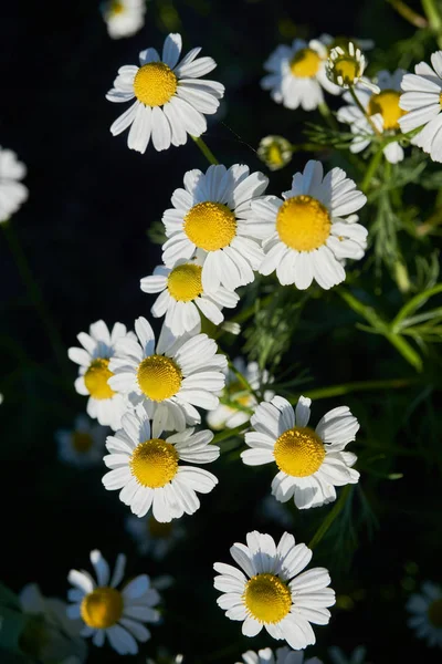 Kamille in een zonnige tuin — Stockfoto