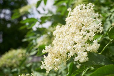 Yaşlı ya da çiçek açan mürver ağacı