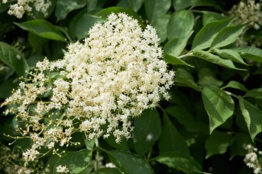 Yaşlı ya da çiçek açan mürver ağacı