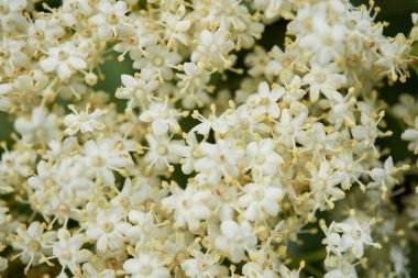 Yaşlı ya da çiçek açan mürver ağacı