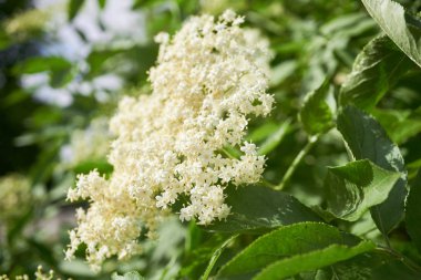 Yaşlı ya da çiçek açan mürver ağacı