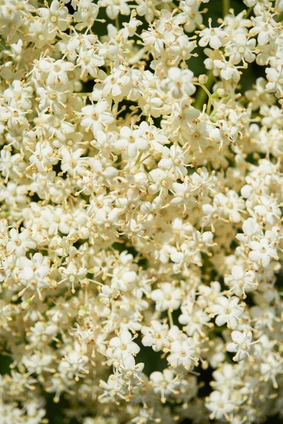 Starší nebo bezinky Kvetoucí strom — Stock fotografie