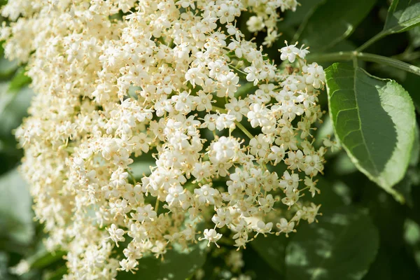 Yaşlı ya da çiçek açan mürver ağacı