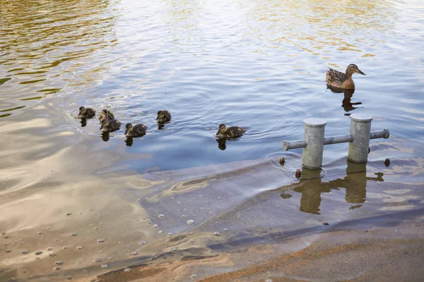 Duck chickens with duck in water