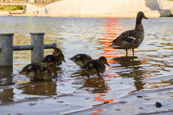 Duck chickens with duck in water