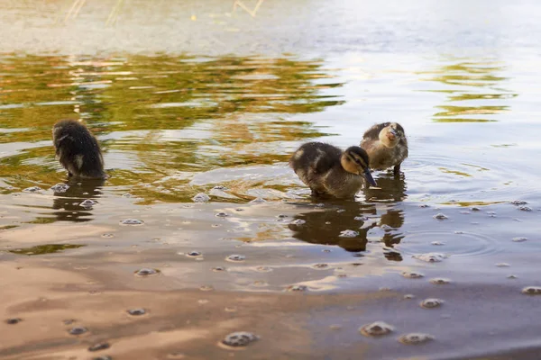 Duck chickens with duck in water