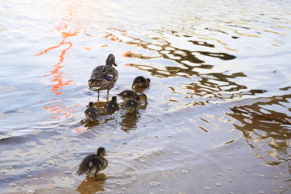 Duck chickens with duck in water