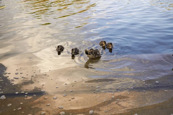 Duck chickens with duck in water