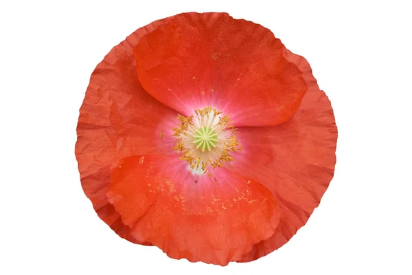 Red poppies on a white background — Stock Photo, Image