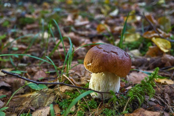 bir kahverengi mantar, korkunç Bolete, ormanda.