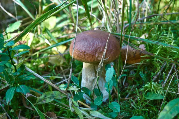 One brown mushroom, Lurid Bolete, in the woods. — Stock Photo, Image