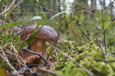 bir kahverengi mantar, korkunç Bolete, ormanda.