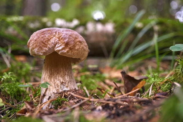 bir kahverengi mantar, korkunç Bolete, ormanda.