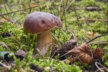 bir kahverengi mantar, korkunç Bolete, ormanda.