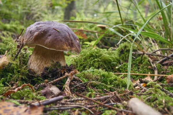 bir kahverengi mantar, korkunç Bolete, ormanda.