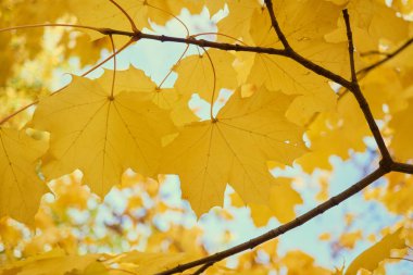 Sarı akçaağaç sonbaharda bir mavi gökyüzü arka plan üzerinde bırakır.