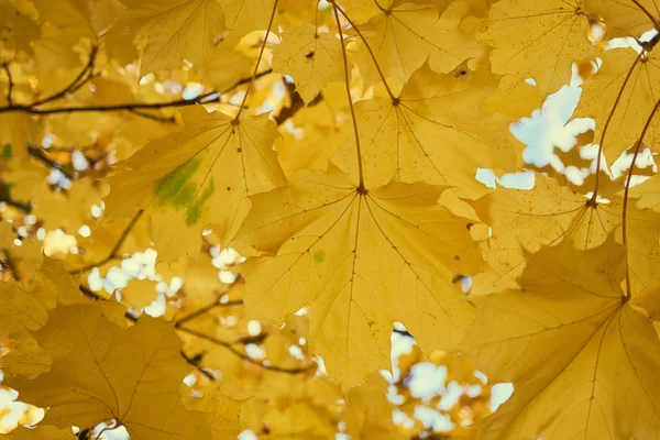 Желтые кленовые листья осенью на голубом фоне неба — стоковое фото