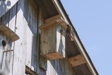 onun sakini starling ile ahşap kuş yuvası