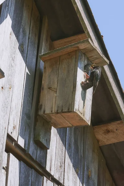 Birdhouse in legno con il suo abitante storno — Foto Stock