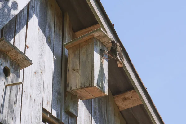 onun sakini starling ile ahşap kuş yuvası