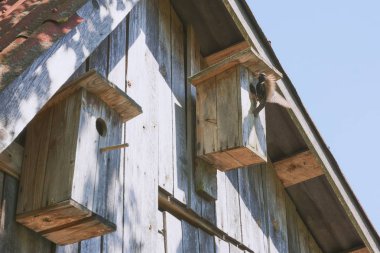 onun sakini starling ile ahşap kuş yuvası