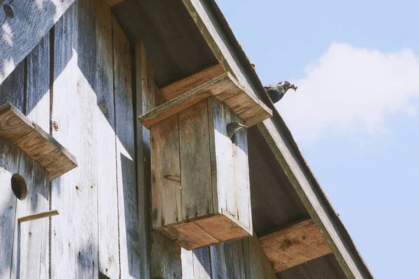onun sakini starling ile ahşap kuş yuvası