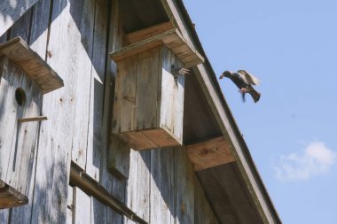 onun sakini starling ile ahşap kuş yuvası