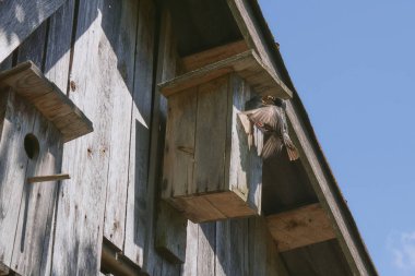 onun sakini starling ile ahşap kuş yuvası