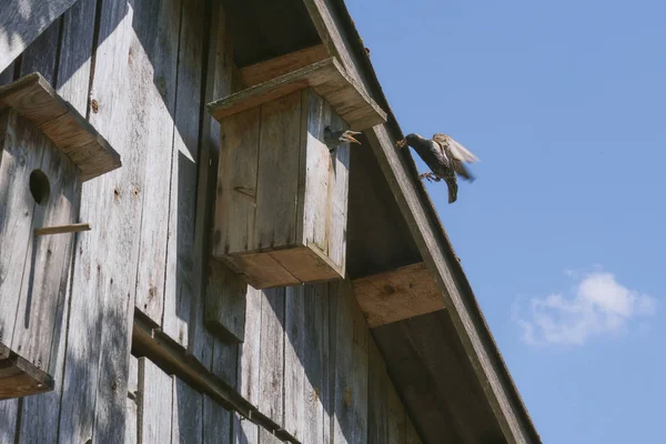 Birdhouse in legno con il suo abitante storno — Foto Stock