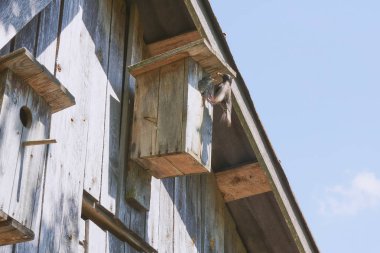 onun sakini starling ile ahşap kuş yuvası