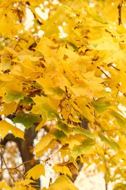 Sarı akçaağaç sonbaharda bir mavi gökyüzü arka plan üzerinde bırakır.