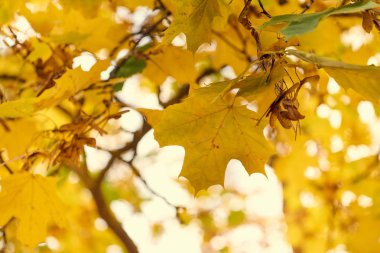 Sarı akçaağaç sonbaharda bir mavi gökyüzü arka plan üzerinde bırakır.