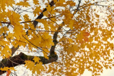 Sarı akçaağaç sonbaharda bir mavi gökyüzü arka plan üzerinde bırakır.