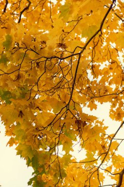 Sarı akçaağaç sonbaharda bir mavi gökyüzü arka plan üzerinde bırakır.